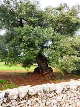 Ostuni